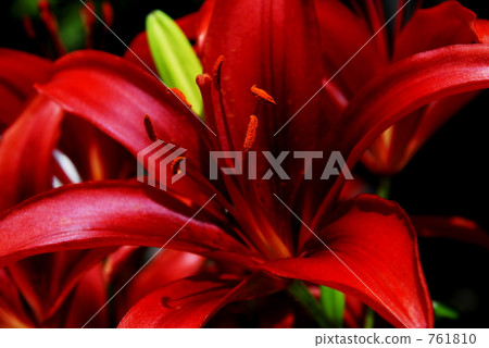 紅百合 紅百合 761810