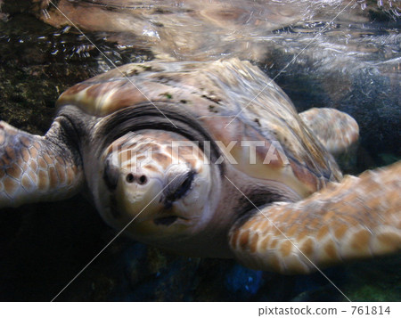 turtle turtle 761814