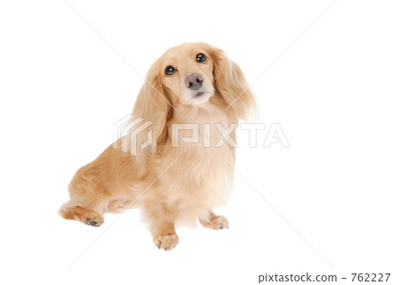 Dachshund 762227