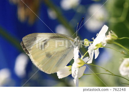 先生根和模糊的草 762248