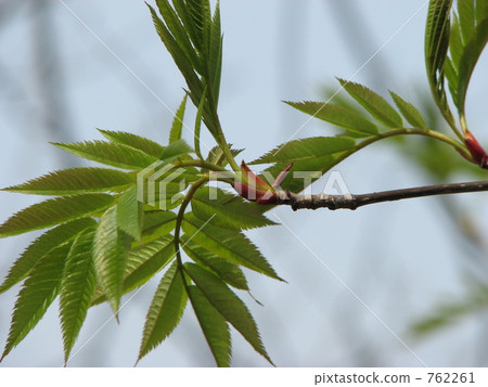 韭蔥春天新綠色葉子 762261