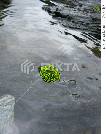 Moss floating in water Moss floating in water 762467