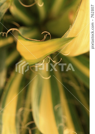 Origin of the leaves of Fryitran Origin of the leaves of Fryitran 762807