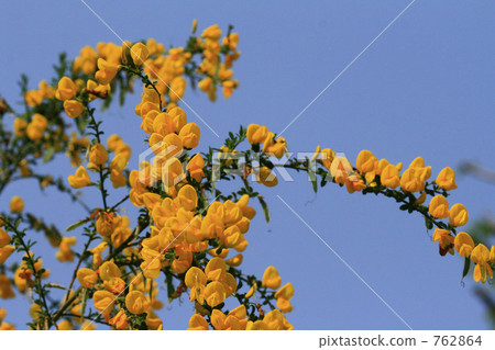 Yellow Enishida and blue sky 762864