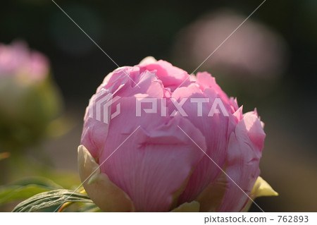Peony garden cultivar "Kao" 762893