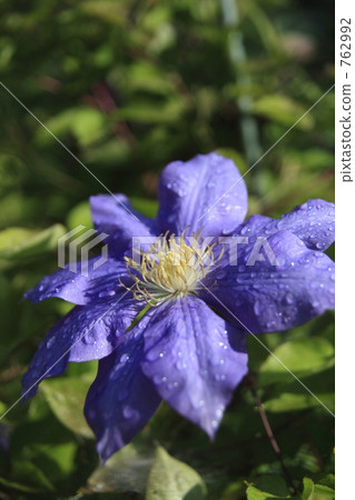 威靈仙 威靈仙 762992