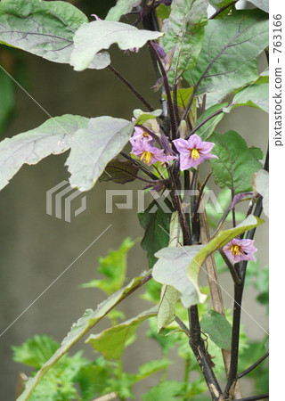 茄子花 763166
