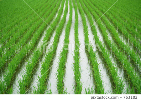 Rice paddy after rice planting Rice paddy after rice planting 763182