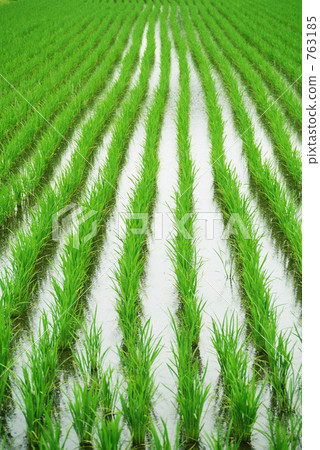 Rice paddy after rice planting 763185