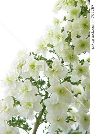 Kashiwaba繡球花 Kashiwaba繡球花 763267