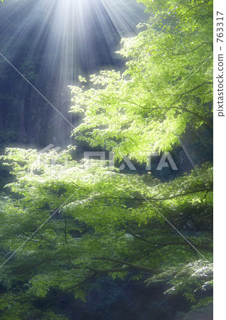 Fresh green forest 763317