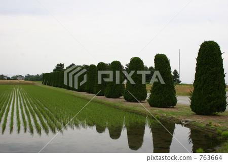 Paddy field 763664