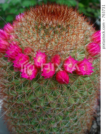 Corolla Corolla 763731