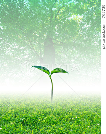 Eco image of tree and bud 763739
