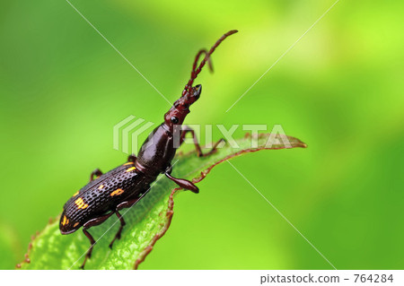 Mitsugiri weevil 764284