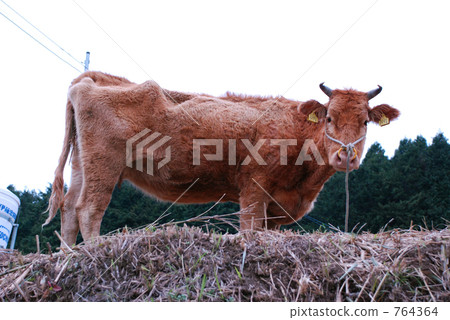 Brown cow Brown cow 764364