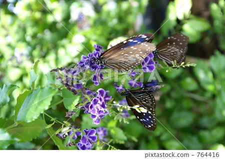 蝴蝶 紫斑蝶 藍色條紋烏鴉 764416