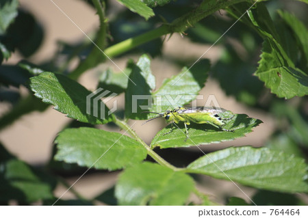 Chrome Neo Haibachi 764464