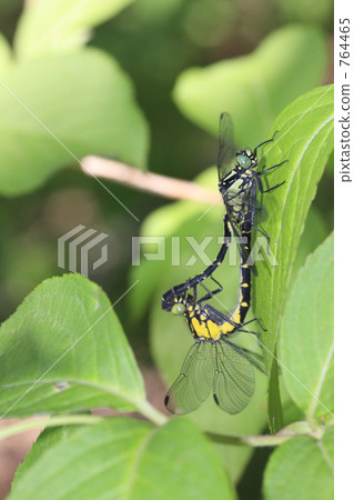 Pair of Kosanuee 764465