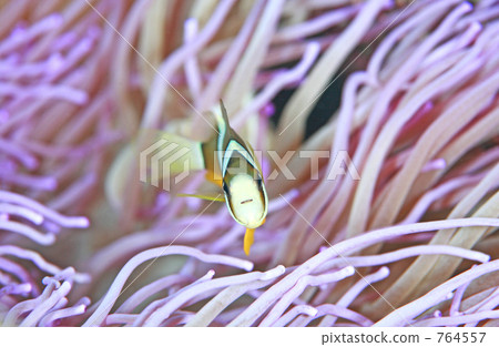 Sea anemone and anemone fish Sea anemone and anemone fish 764557