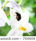 Ladybug with small white flowers 764604