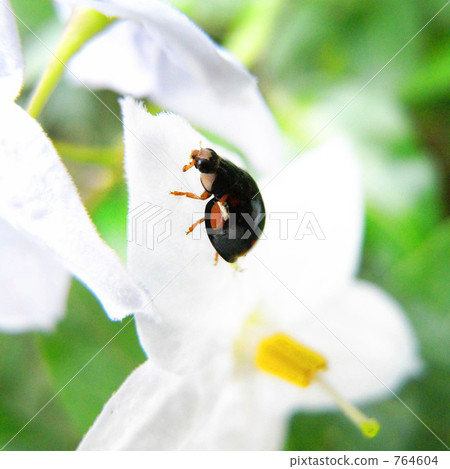 Ladybug with small white flowers Ladybug with small white flowers 764604