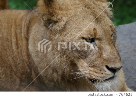 Female lion 764623