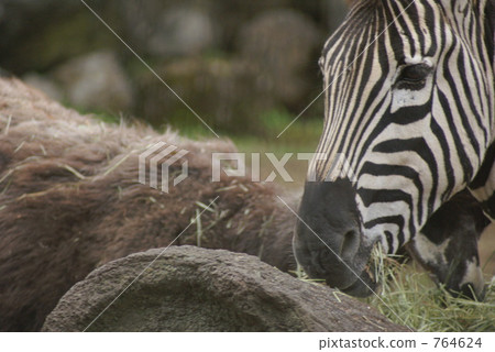 zebra zebra 764624