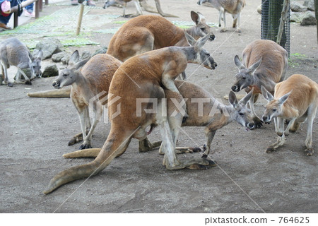 Mating of red kangaroos 764625