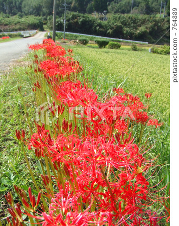 群集孤挺花 764889