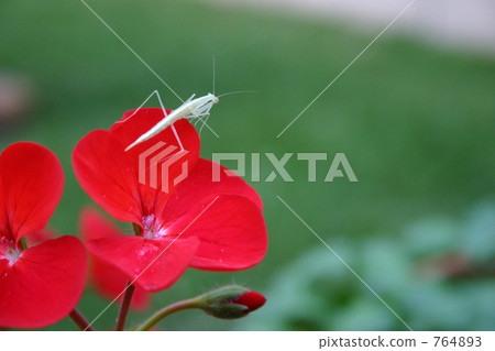 Mantis Mantis 764893