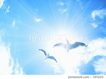 Blue sky, the sun and the seagull 765020