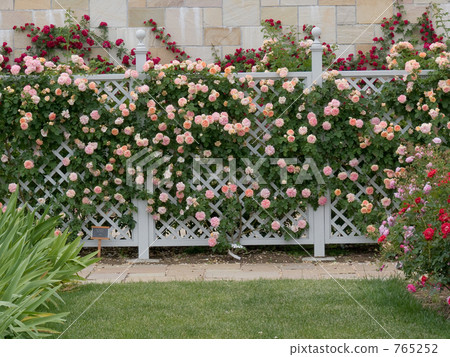 英式花園 花園 西方風格的花園 765252