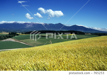 Wheat field and summer clouds Wheat field and summer clouds 765253
