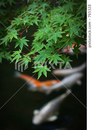 Koi and Kaede 765328