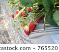 strawberries, strawberry 765520