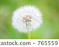 dandelion, bride's headdress, green 765559