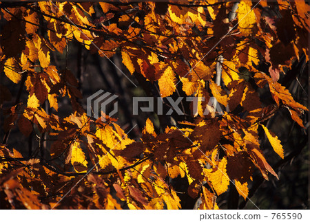 Autumnal circle Autumnal circle 765590