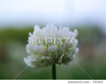 白三葉草 765602
