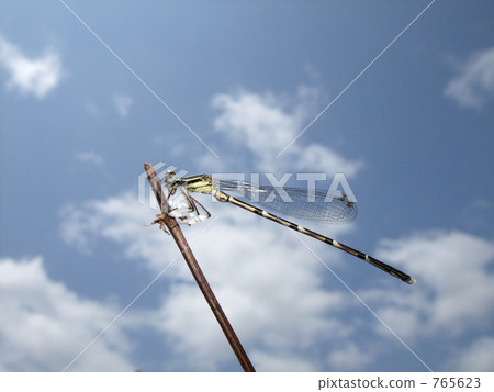 Blue sky and dragonfly 765623