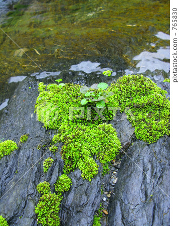 在水邊的苔蘚 765830