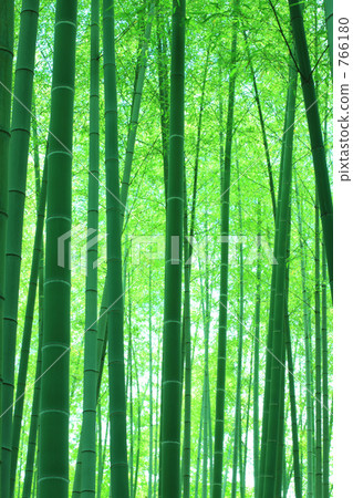  竹林 766180