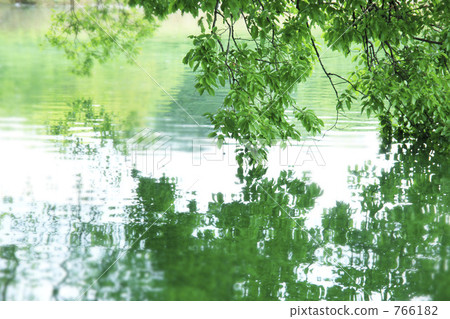 Water surface and leaves 766182