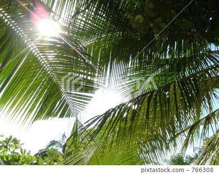coconut palm, sunshine filtering through foliage, sunlight through the leaves 766308