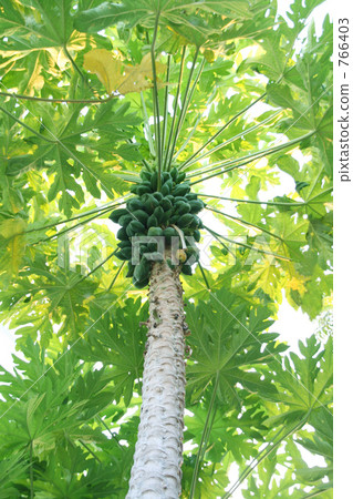 Maldives · papaya tree Maldives · papaya tree 766403