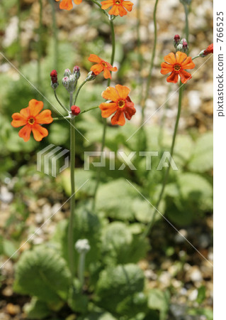 橙色初乳 橙色初乳 766525