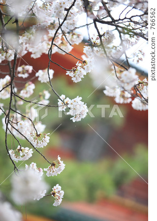 Yoshino cherry tree 766562