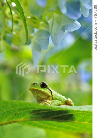 Hydrangea and Japanese frog Hydrangea and Japanese frog 767389