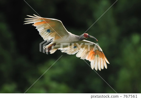 Tokido的飛行 767561