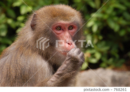 一隻猴子 768261